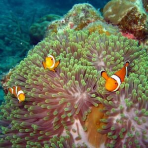 Andaman islands