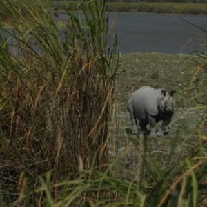 Kaziranga & Shilong
