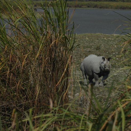 Kaziranga & Shilong
