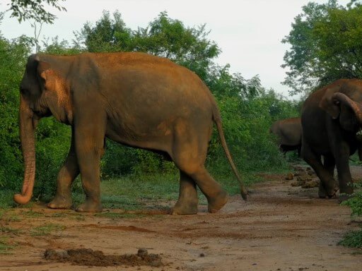 Kaziranga & Shilong - Image 2