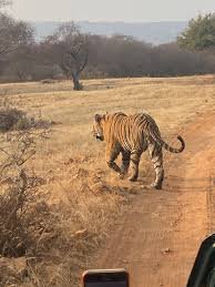 Golden Triangle with Ranthambore - Image 5