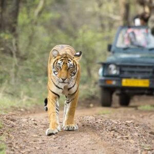 North India Highlights & Tigers