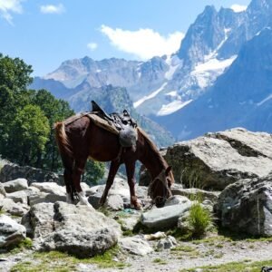 pony, horse, mountain-7466390.jpg